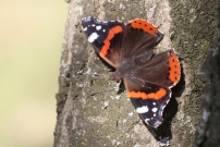 *(17800) Le Vulcain (Lpidoptre - Nymphalidae - Vanessa atalanta) CHE